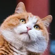 包含帕纳辛奈科斯内部会议纪要流出——今晚主帅复盘，世俱杯使命明确，医务组通报恢复的词条